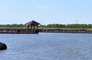 大林木和路旁土的婚姻配吗