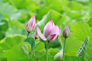 观音43签暗示了什么意义