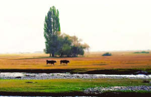 地支六合的反应