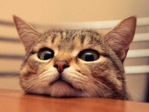 爱捉弄人的人是什么心理