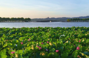 白蜡金找哪种人最好