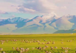 明珠出海格是不是越老越好