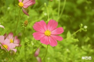 清明节气的民俗文化有哪些