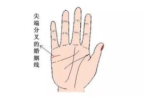 婚姻线分叉是不是会离婚