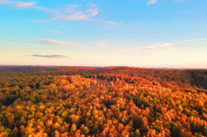  桑拓木命啥意思