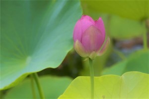 第四十七签解签