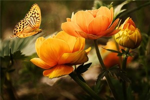 梦见橙色是什么意思？