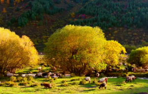 属什么的能旺海中金的人