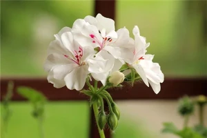 瑄字取名的寓意和含义
