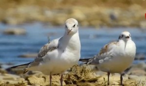 八字合婚有科学道理吗