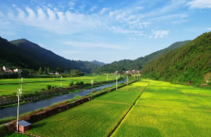 杨柳木命是不是最强木命