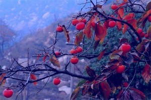 2025年寒露节气是哪一天几月几号几点开始