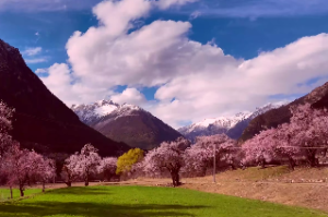 桃花姻缘是注定的还是可以催的