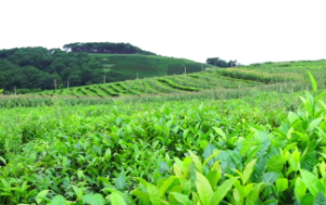 金不换骨髓歌白话翻译视频