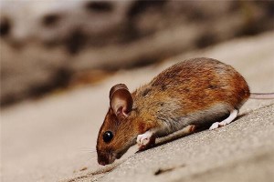 孕妇梦见老鼠是什么意思？