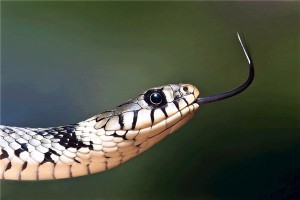 蛇年是哪年