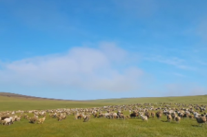 八字纯阳的女孩有什么意义吗
