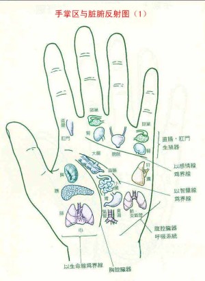 手掌各部位代表什么内脏详解图