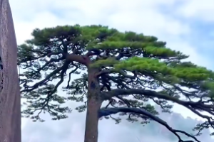 龙对应十二地支