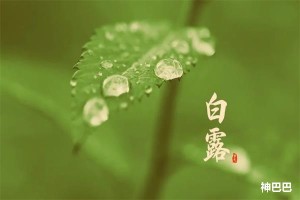 白露养生吃什么好一点
