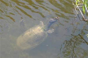 梦见钓到王八是什么意思？