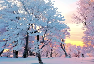 专旺格和从格的看法