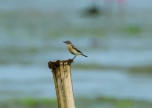 什么样的八字健康长寿