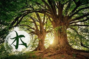木命人和什么命人相配最好