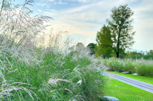 什么命最旺路旁土命