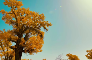 四化飞星的小箭头是什么