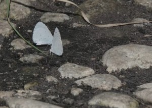 什么八字的人容易被骗