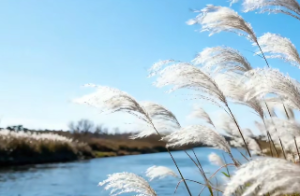 大林木命不适合做什么