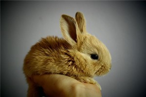孕妇梦见抓兔子是什么意思？