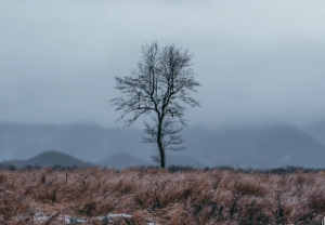 紫微斗数天同星在命宫
