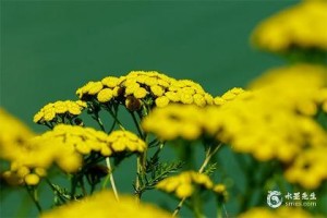 补木最旺的字有哪些?补木最吉利的字
