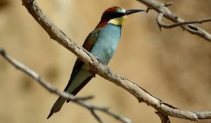 八字看何时生小孩