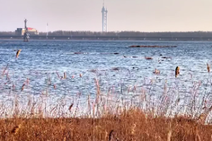 桑拓木命配什么