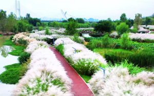 88女大林木和路旁土