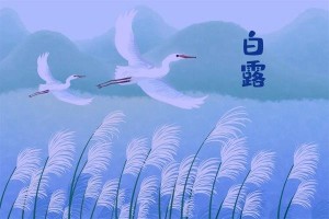 2025年白露节气是哪一天几月几号几点开始