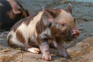 男版属猪的属相婚配