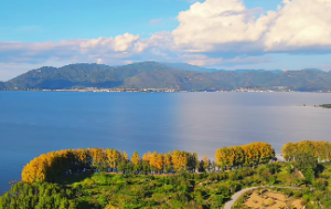 辛巳日柱女命的命运