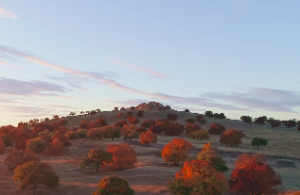 四柱中天干合化