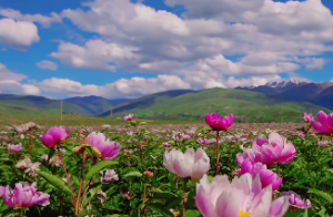 土命是好还是坏