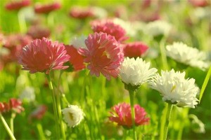 2025年谷雨节气是哪一天几月几号几点开始