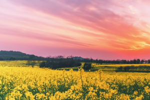 妈宝男十大特征、八大特点