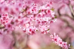 男命带桃花煞有人爱吗