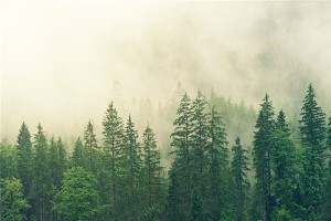 梦见森林是什么意思？