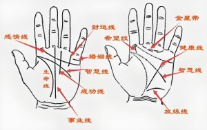 掌纹男左手详解