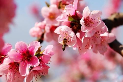 斩了桃花一般多久可以断